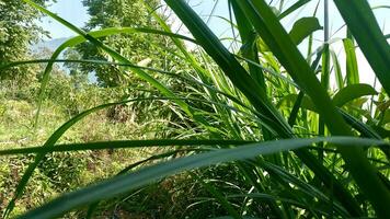 shrubs that grow wild in rice fields in mountainous areas photo