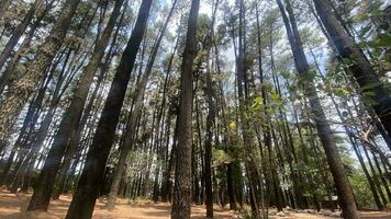 el denso y hermosa pino bosque hace el atmósfera frio y cómodo en caliente, soleado dias foto