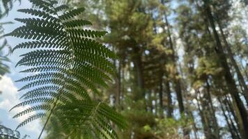 The dense and beautiful pine forest makes the atmosphere cool and comfortable on hot, sunny days photo