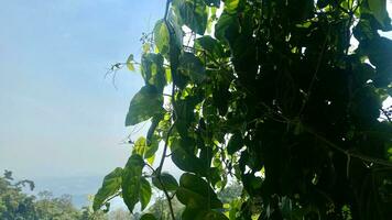 shrubs that grow wild in rice fields in mountainous areas photo