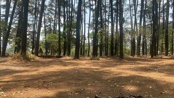 The dense and beautiful pine forest makes the atmosphere cool and comfortable on hot, sunny days photo