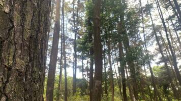 The dense and beautiful pine forest makes the atmosphere cool and comfortable on hot, sunny days photo