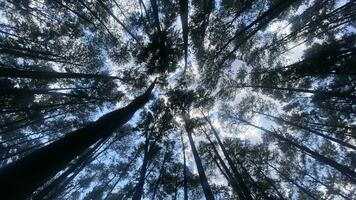 The dense and beautiful pine forest makes the atmosphere cool and comfortable on hot, sunny days photo