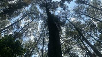 el denso y hermosa pino bosque hace el atmósfera frio y cómodo en caliente, soleado dias foto