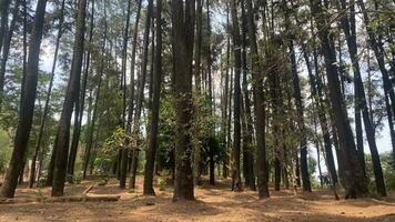 The dense and beautiful pine forest makes the atmosphere cool and comfortable on hot, sunny days photo
