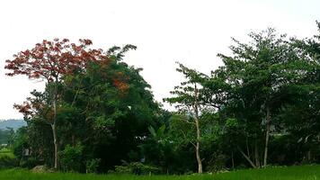 shrubs that grow wild in rice fields in mountainous areas photo