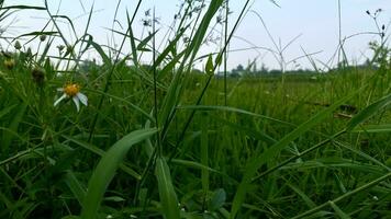 shrubs that grow wild in rice fields in mountainous areas photo