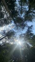 el denso y hermosa pino bosque hace el atmósfera frio y cómodo en caliente, soleado dias foto