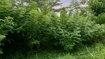 shrubs that grow wild in rice fields in mountainous areas photo