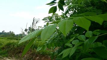 shrubs that grow wild in rice fields in mountainous areas photo