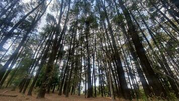 el denso y hermosa pino bosque hace el atmósfera frio y cómodo en caliente, soleado dias foto