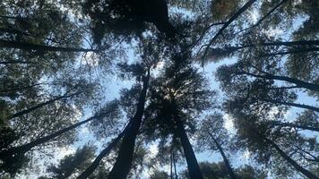 el denso y hermosa pino bosque hace el atmósfera frio y cómodo en caliente, soleado dias foto