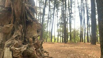 el denso y hermosa pino bosque hace el atmósfera frio y cómodo en caliente, soleado dias foto