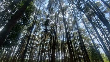 el denso y hermosa pino bosque hace el atmósfera frio y cómodo en caliente, soleado dias foto