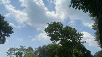 blue sky and white clouds above the trees on a hot day photo