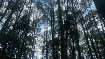 el denso y hermosa pino bosque hace el atmósfera frio y cómodo en caliente, soleado dias foto