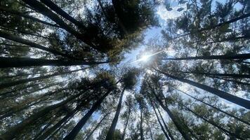 el denso y hermosa pino bosque hace el atmósfera frio y cómodo en caliente, soleado dias foto