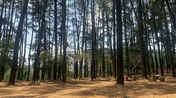 The dense and beautiful pine forest makes the atmosphere cool and comfortable on hot, sunny days photo