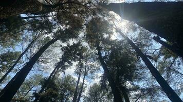 el denso y hermosa pino bosque hace el atmósfera frio y cómodo en caliente, soleado dias foto