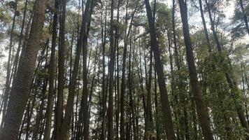 The dense and beautiful pine forest makes the atmosphere cool and comfortable on hot, sunny days photo