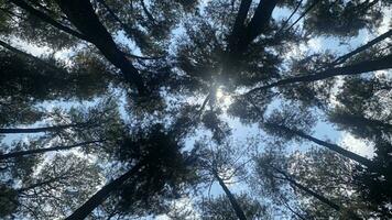 el denso y hermosa pino bosque hace el atmósfera frio y cómodo en caliente, soleado dias foto