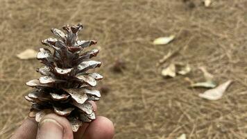 pine cone flowers that fall and dry up photo