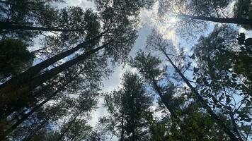 el denso y hermosa pino bosque hace el atmósfera frio y cómodo en caliente, soleado dias foto