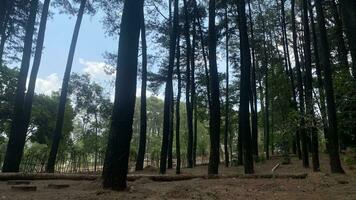 The dense and beautiful pine forest makes the atmosphere cool and comfortable on hot, sunny days photo