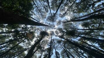 The dense and beautiful pine forest makes the atmosphere cool and comfortable on hot, sunny days photo