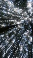 el denso y hermosa pino bosque hace el atmósfera frio y cómodo en caliente, soleado dias foto