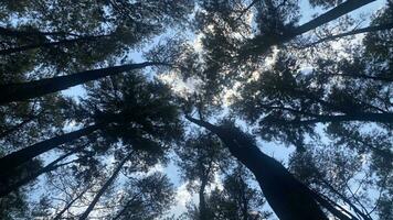 el denso y hermosa pino bosque hace el atmósfera frio y cómodo en caliente, soleado dias foto