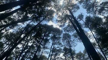 el denso y hermosa pino bosque hace el atmósfera frio y cómodo en caliente, soleado dias foto