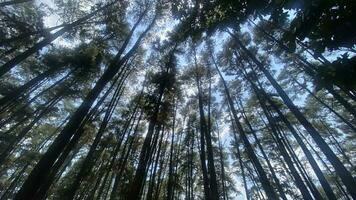 el denso y hermosa pino bosque hace el atmósfera frio y cómodo en caliente, soleado dias foto