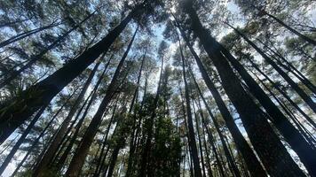 el denso y hermosa pino bosque hace el atmósfera frio y cómodo en caliente, soleado dias foto