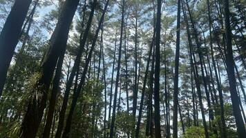 el denso y hermosa pino bosque hace el atmósfera frio y cómodo en caliente, soleado dias foto