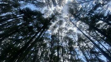 The dense and beautiful pine forest makes the atmosphere cool and comfortable on hot, sunny days photo