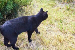 Photo a black shorthair cat is stealing prey.