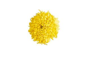 Beautiful yellow marigold isolated on white background with clipping path. photo