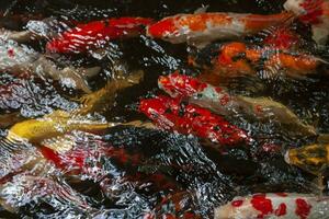 Colorful carp are swimming in the water causing ripples on the water surface around the inside of the pond. photo