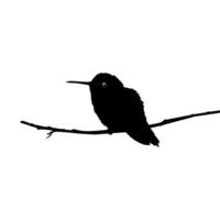 Perched Hummingbird Silhouette, can use Art Illustration, Website, Logo Gram, Pictogram or Graphic Design Element. Vector Illustration