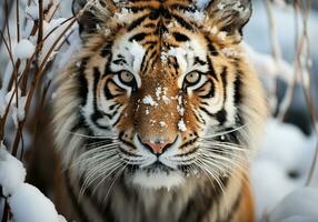 ai generado enorme siberiano Tigre en invierno paisaje con que cae nieve foto
