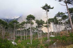 view of the mountains surrounded by coniferous and deciduous trees photo