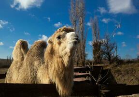 camel face close-up on a ranch in the village photo