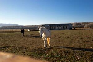 hermosa blanco caballo en el animal bolígrafo a el rancho en el pueblo foto