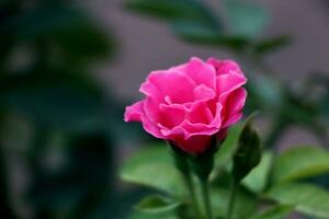 un rosado flor con verde antecedentes foto