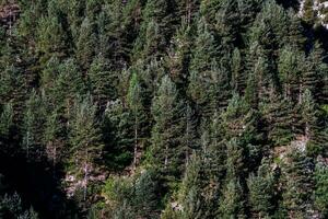 a forest of evergreen trees in the mountains photo