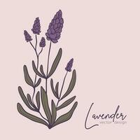 Botanical line illustration of a lavender branch for wedding invitation and cards, logo design, web, social media and posters template. Elegant minimal style floral vector isolated.