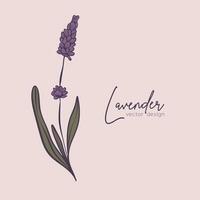 Botanical line illustration of a lavender branch for wedding invitation and cards, logo design, web, social media and posters template. Elegant minimal style floral vector isolated.