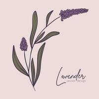 Botanical line illustration of a lavender branch for wedding invitation and cards, logo design, web, social media and posters template. Elegant minimal style floral vector isolated.