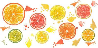 Citrus. Collection of 18 elements. All elements are painted with watercolors. You can create patterns and cards yourself vector